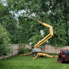 Best Tree Maintenance Programs  in Evansville, WI