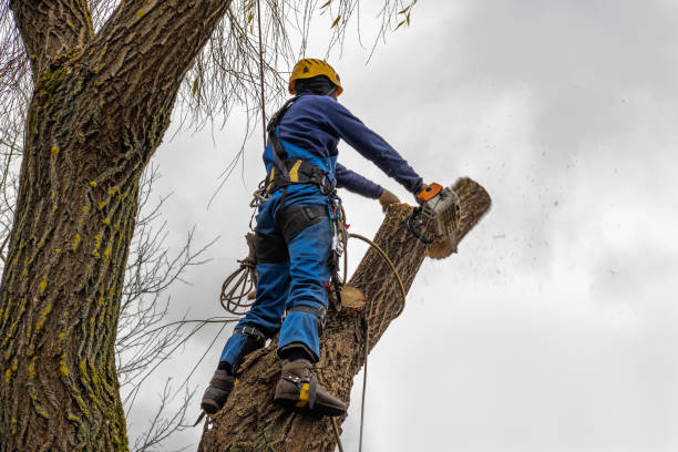 Best Tree Removal  in Evansville, WI