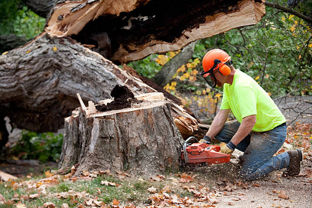 Trusted Evansville, WI Tree Services Experts